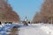 Trees in beautiful romantic winter alley covered with snow with sidewalk in the middle, church in background