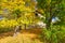 Trees behind the Chapel at calvary in Tajov