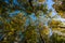 Trees from below. Earth day or World environment day concept photo