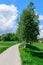 Trees (birches) near narrow road leading to village