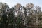 Trees with Bird Excrements along Lake Kivu, Kibuye, Rwanda