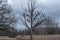 trees and black birds sillhouette. decorative formation Ligatne, Latvia.