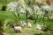 Trees bloom in spring and sheep graze