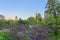 Trees in blossom and Manhattan skyline in Central Park