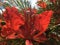 Trees Blossoming in Waimea on Kauai Island, Hawaii.