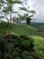 Trees Blossoming in Waimea on Kauai Island, Hawaii.