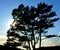 Trees and blue sky with sun near far