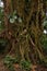 Trees in Bosque Nuboso National Park near Santa Elena in Costa Rica