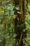 Trees in Bosque Nuboso National Park near Santa Elena in Costa Rica