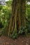 Trees in Bosque Nuboso National Park near Santa Elena in Costa Rica