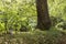 Trees in the botanic garden