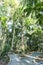 Trees at Botanic Garden Park Franz Damm, Timbo. Santa Catarina