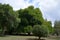 Trees in the Botanical Garden at Noy Farm