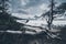 Trees at Bow Lake in the Canadian Rockies