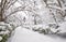 Trees bowed by heavy snow