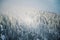 Trees branches bent under weight of snow and hoarfrost in beautiful snowy foggy winter landscape, Krkonose Mountains