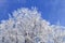 Trees with branches full of snow whit blue sky