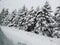 Trees branches heavy snow winter p