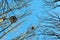 Trees branches without leaves and old rusty lantern against blue sky background, view from ground