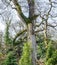 Trees and branches overgrown with moss and ivy