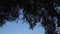 Trees branches panorama 4K