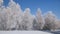 Trees in the bright cold winter day covered in frost