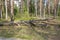 Trees broken by strong wind in the forest