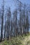 Trees burned in a fire
