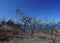 Trees burned by wildfire on a charred hillside in southern California