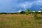 Trees and bush wild African landscape