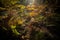 Trees and bushes covering the ground of a forest under the sunlight in the autumn