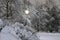 Trees and bushes lit with a streetlight brought by snow