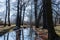 Trees and bushes reflecting in small river