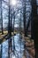 Trees and bushes reflecting in small river