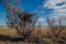 Trees and bushes of saxaul in the desert