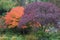 Trees in Butchart Gardens