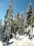 Trees caked with snow against a clear blue sky on the slopes of Mount Seymour