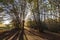 Trees in Canfaito forest Marche at sunset with low sun filteri