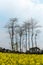 The trees in Canola flower fields.