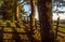 Trees and Cedar Fence in Evening Sunshine