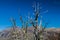 Trees on Cerro Otto mountain near Bariloche