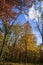 Trees changing color during autumn in the Ozark Mountains