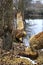 Trees chewed by beavers