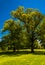 Trees and a clear blue sky in Druid Hill Park, Baltimore