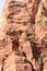 Trees on cliff in Zion