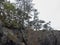 Trees cling to a tall rocky shelf overlooking the puget sound