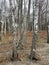 Trees close to the coast of the baltic sea in Germany