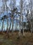 Trees close to the coast of the baltic sea in Germany