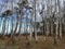 Trees close to the coast of the baltic sea in Germany