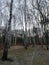 Trees close to the coast of the baltic sea in Germany